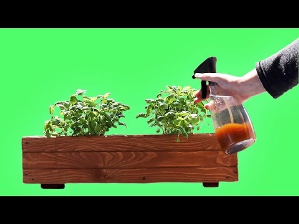 Insektenspray DIY Anleitung für Spray gegen Krabbeltiere auf deinen Pflanzen  - ohne Chemie!