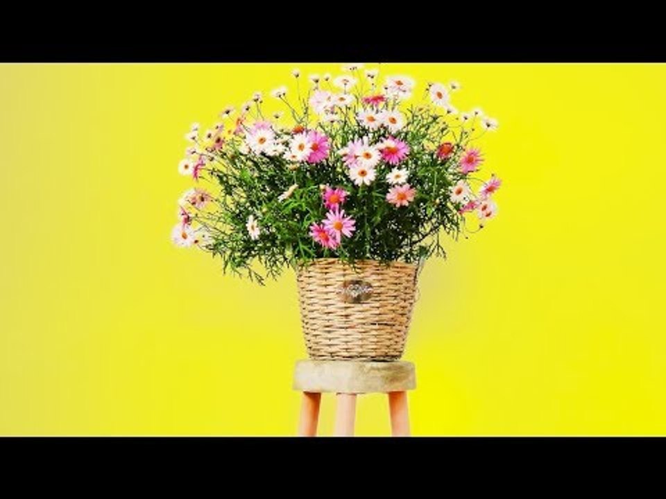 Wahnsinn! Man steckt drei Stöcke in den grauen Matsch und am nächsten Tag blüht es in der Wohnung!