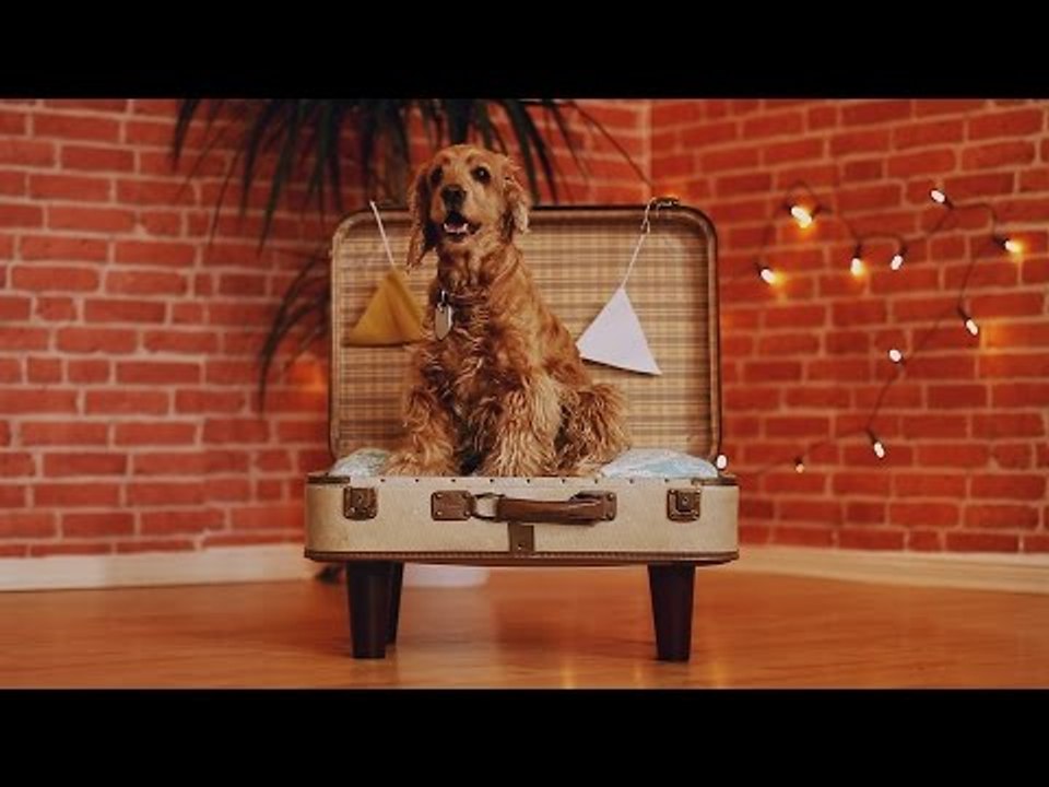 So bekommst du den Hund ganz leicht in den Koffer.