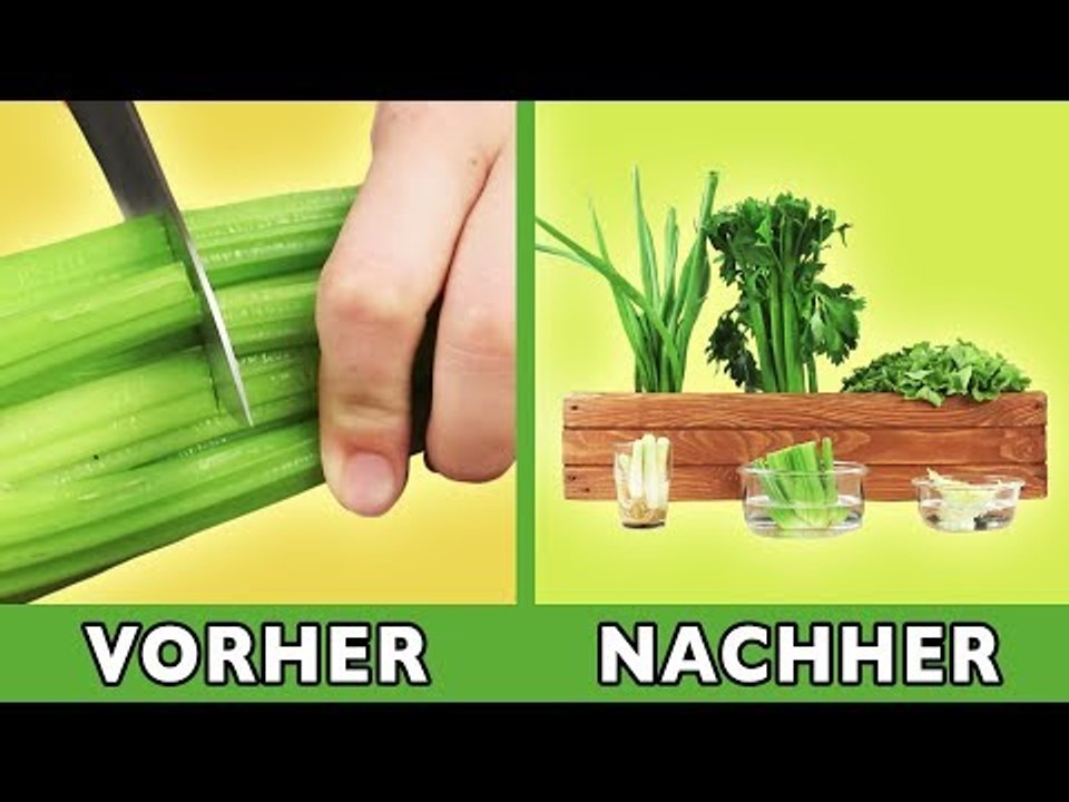 Küchenabfälle nachwachsen lassen: mit diesem Tipp sprießt das Gemüse immer wieder. Top Recycling!