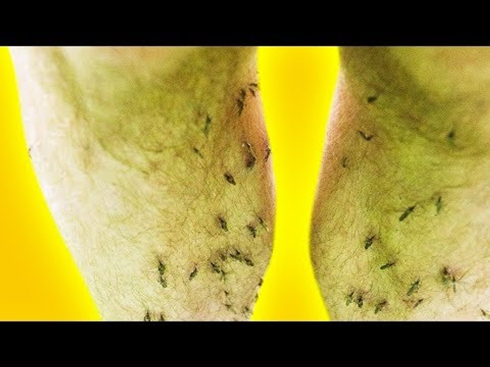 Sagenhaft! Wenn du dies in deine Nähe stellst, bist du alle Mücken los!