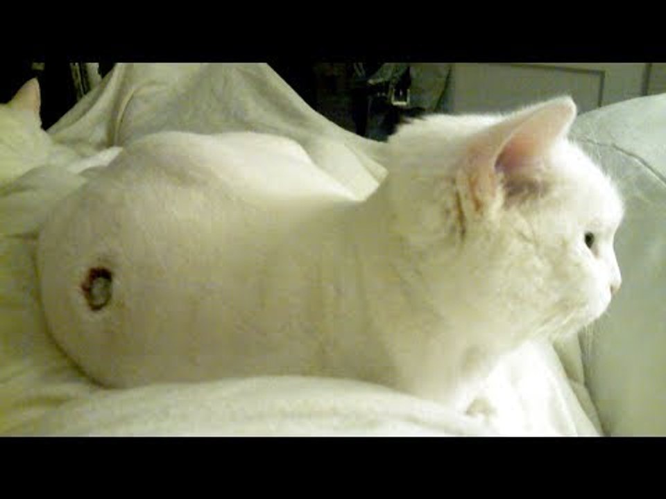 Jede dieser 12 Sachen kann deine Katze töten. Merk sie dir, bevor es zu spät ist.