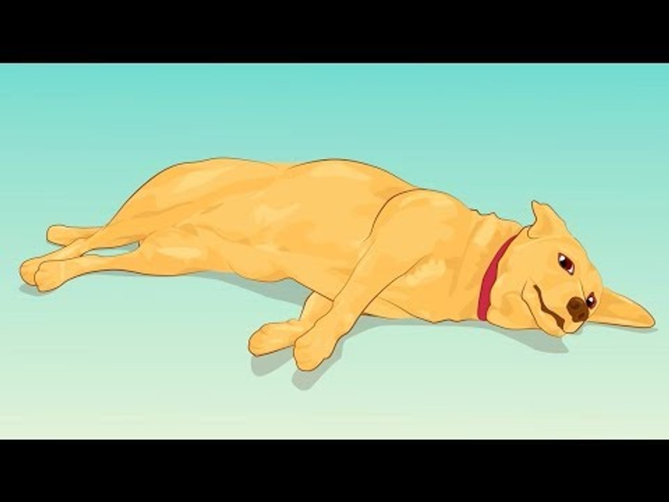 4 Merkmale, die deinem Hund das Leben kosten könnten.