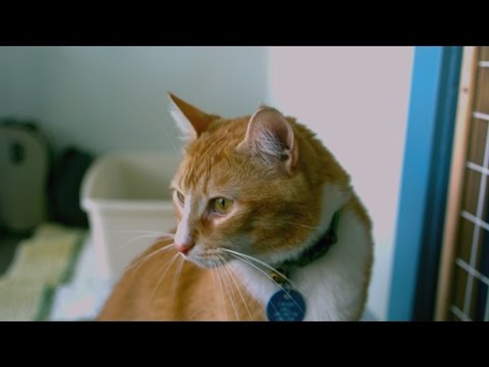 Wissenschaftlich bewiesen: So gesund ist das Leben mit Katze.