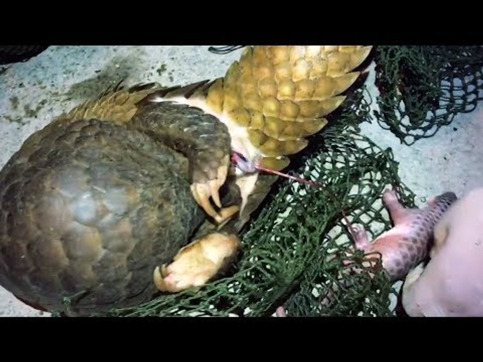 Mit diesem Kofferraumfund haben die Behörden nicht gerechnet.