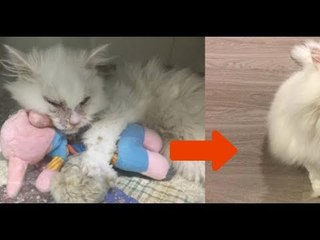 Das Tierheim rät der Frau vom todkrankem Kater ab. 5 Tage später ist er nicht mehr wiederzuerkennen.