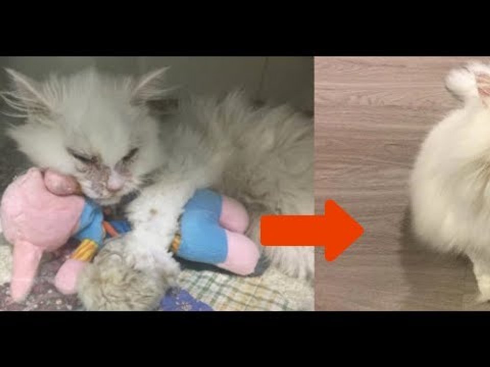 Das Tierheim rät der Frau vom todkrankem Kater ab. 5 Tage später ist er nicht mehr wiederzuerkennen.