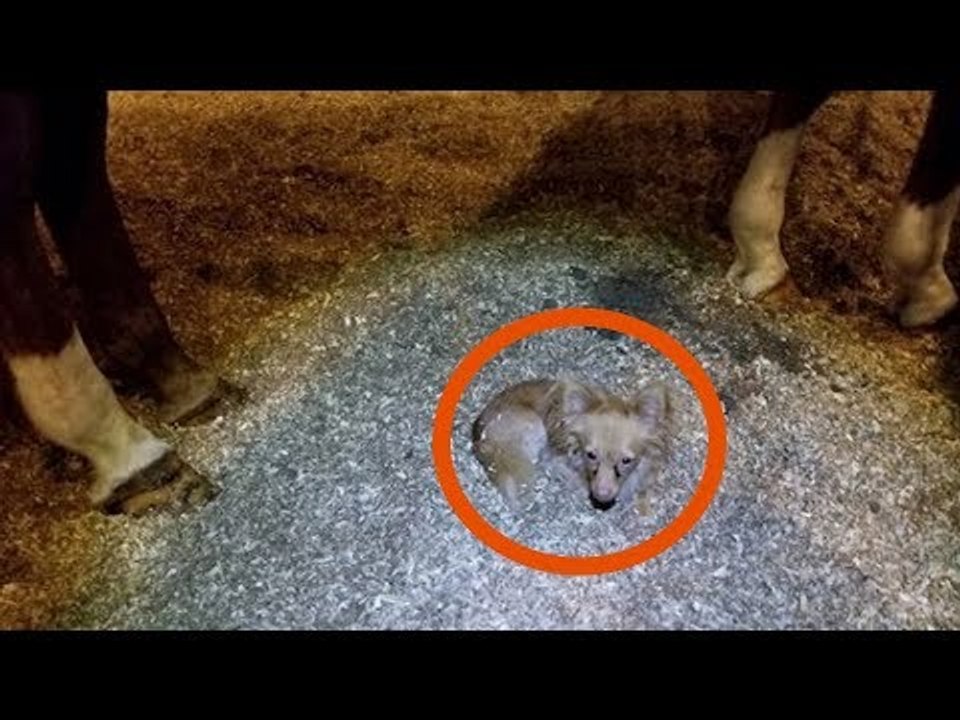 Dieser Frau wird ein Tier vor die Tür geschmissen. Was ...