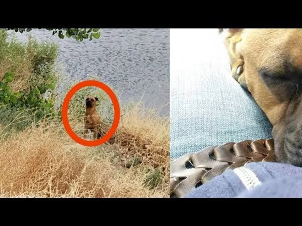 Beim Angeln sieht das Paar dieses Tier. Als es näherko...