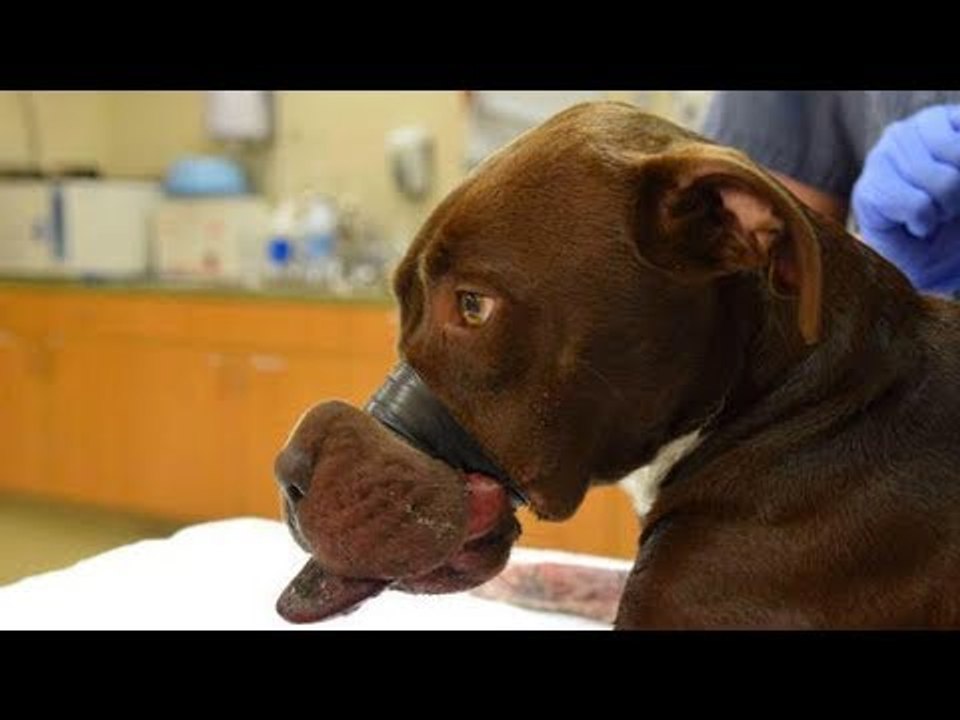 2 Tage irrt die Hündin mit verklebtem Maul umher. Dann wird ihr Leid endlich gelindert.