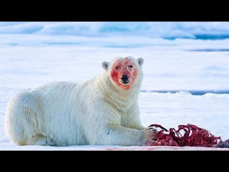 Die Mutter beißt sich den Arm ab, um ihren Nachwuchs...