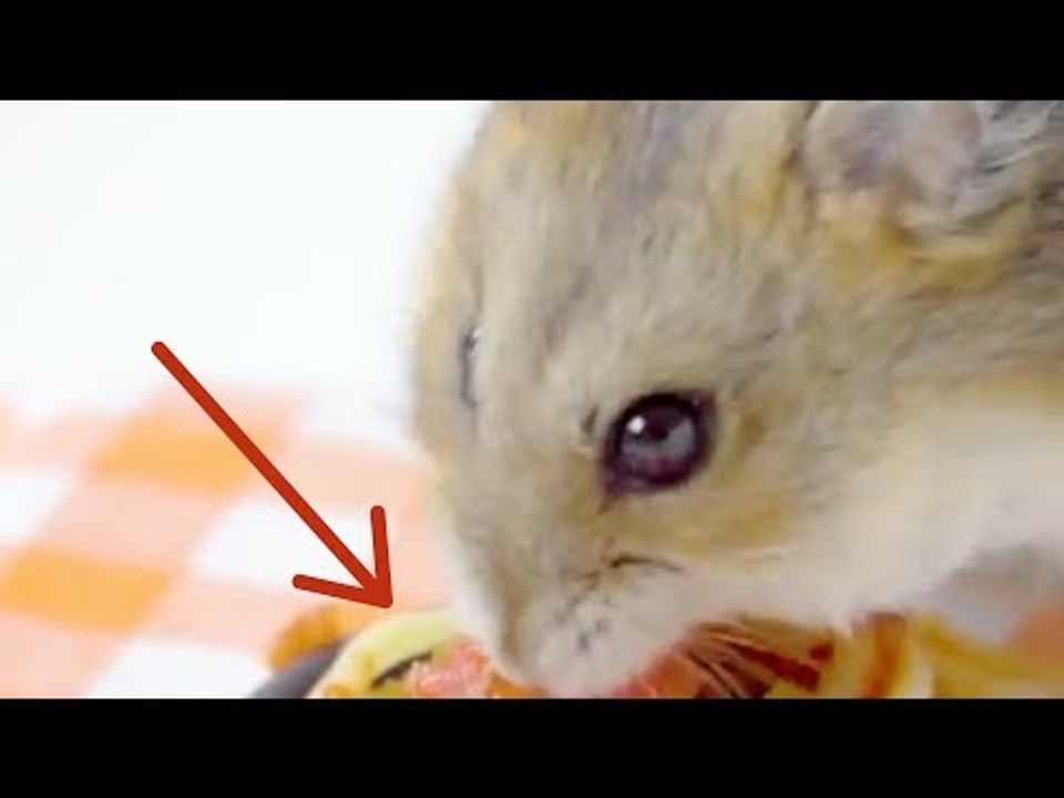 Du glaubst nicht, was dieser Hamster in den Pfoten häl...