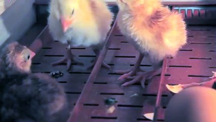 시흥출장타이O7Oy7575y0069｛카톡RD654｝ぱ시흥출장안@마ぱ시흥출장샵ぱ시흥출장맛사지 ぱ시흥출장걸썰 시흥출장걸가격 시흥출장러시아 시흥외국인후불출장업소 시흥24시출장마사지샵'예약≫√▼