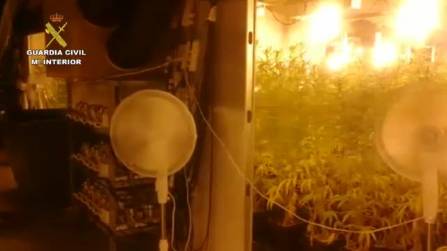La Guardia Civil desmantela la mayor plantación de marihuana en A Coruña hasta la fecha