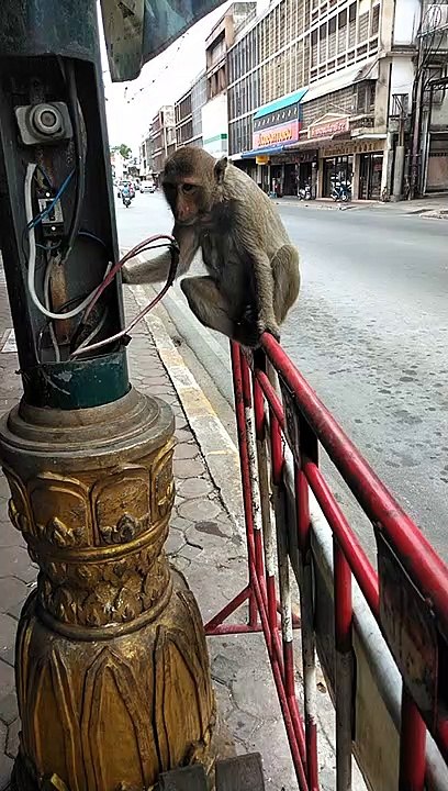 How  2  Tell If its A  FEMALE  OR MALE . MONKEY
