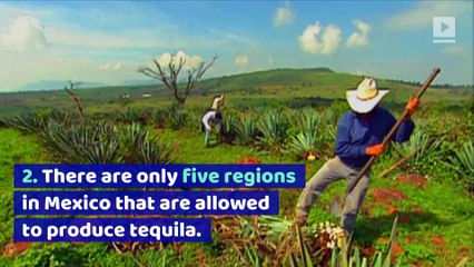 5 Tequila Facts for National Tequila Day