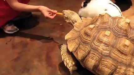 철원출장안마 -후불100%ョØ1ØA2997A5327｛카톡KC789｝ 철원전지역출장안마 철원오피걸 철원출장마사지 철원안마 철원출장마사지 철원콜걸샵みめも