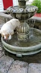 Furry Friend Keeps Cool in Fountain