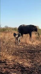 Adorable Baby Elephant Gets Brave