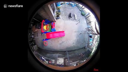 Ces 2 chiens sauvent un bébé en attaquant un serpent !