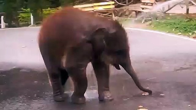 Cet adorable bébé éléphant adore se faire arroser au jet d'eau !