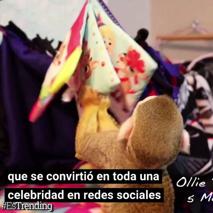 Ollie, el mono ardilla que es popular en las redes sociales tras ser rescatado de un santuario en EE.UU