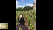 Formation à la conduite d'un boeuf solo pour le travail de la vigne en Mai 2019