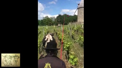 Formation à la conduite d'un boeuf solo pour le travail de la vigne en Mai 2019