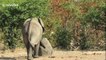 Huge African elephant has an itch he just can't scratch