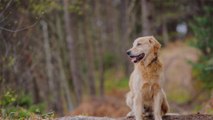 Hikers Find Dog After He Spent 11 Days Lost in Shenandoah National Park