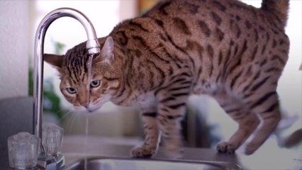 How to Keep Your Cat Off the Kitchen Counter