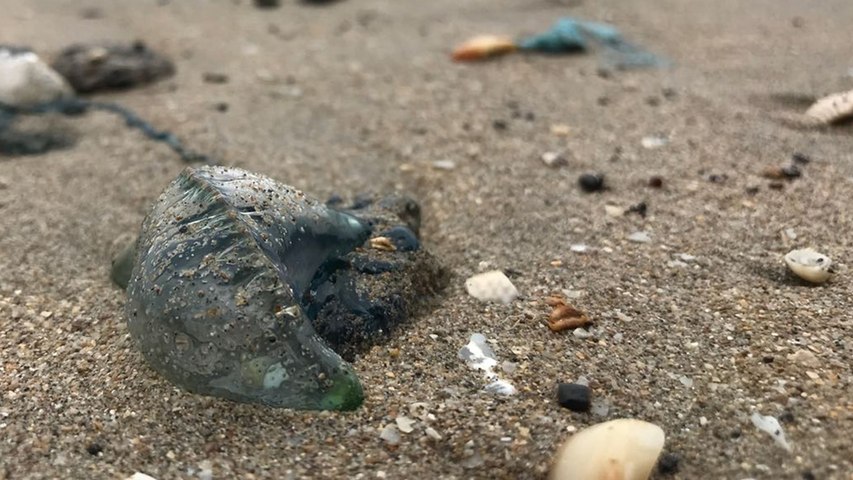 Blue bottle jellyfish spotted in Mumbai.