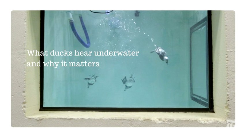 NYT ScienceTake: What ducks hear underwater