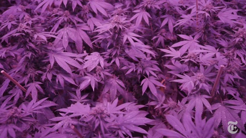 Canada’s new marijuana economy: Meet the winners and losers