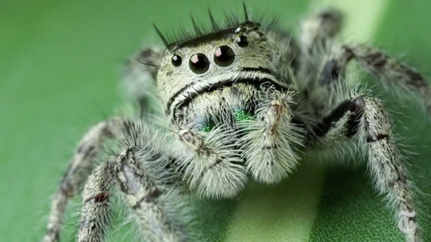 Science Take | How to give a spider an eye test