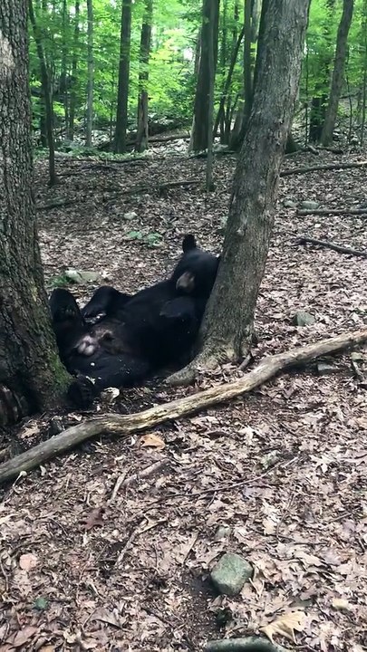 Black Bear Taking a Cat Nap