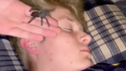 Creepy Crawly Wake Up Call