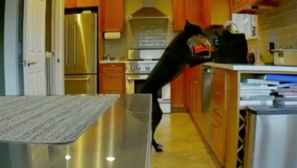 Sneaky Peanut Butter Thief