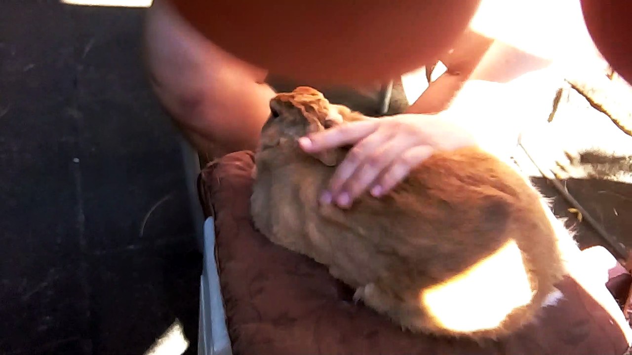 gerammelt und gequält