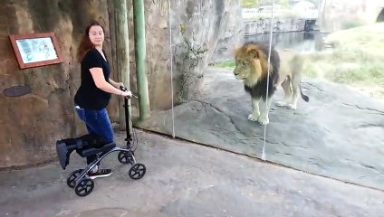 ORIGINAL VIDEO - This Lion Really Wants Her Scooter