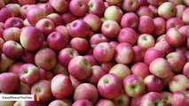 Scientists Found Each Apple Contains About 100 Million Bacteria