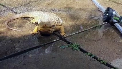 Ce gros lézard se rafraichît avec un jet d'eau