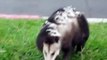 Une maman opossum transporte ses bébés sur le dos... En mode autobus