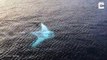 Un drone filme une énorme raie manta blanche : images magnifiques