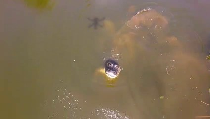 Les crocodiles détestent les drones... La preuve