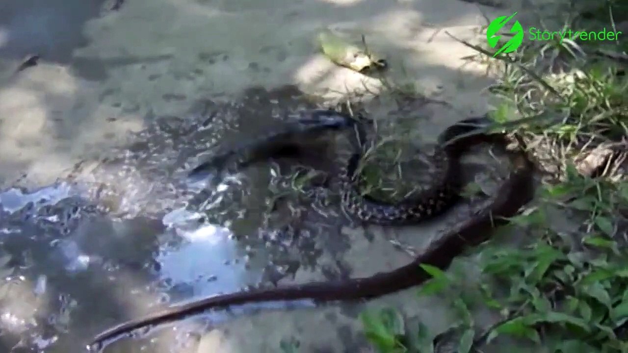 On ne sait pas qui mange qui... le poisson ou le serpent