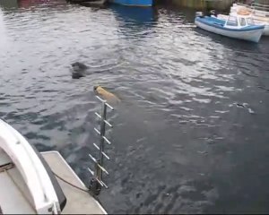 Ce chien saute à l'eau pour jouer avec un dauphin