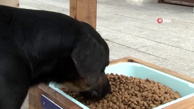 Beykoz'da sokak hayvanları yuvasız değil