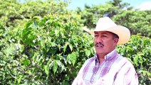 Caficultores guatemaltecos presionados a migrar a EEUU por crisis del grano