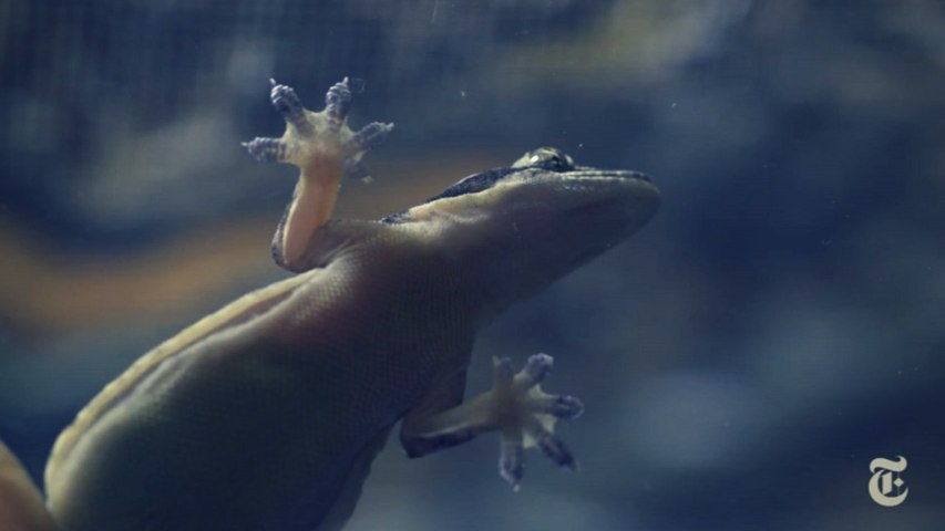 Science Take | How geckos move across water